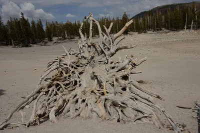 DSC_2952 (Large).JPG